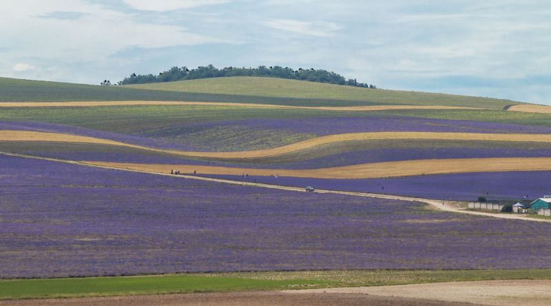 Фото "Крымский Прованс"  Фотосессия в лавандовом море. - вид 9