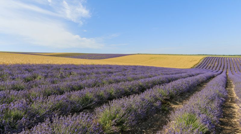 Фото "Крымский Прованс"  Фотосессия в лавандовом море. - вид 8