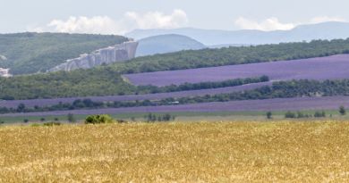 "Крымский Прованс"  Фотосессия в лавандовом море. — фото 8