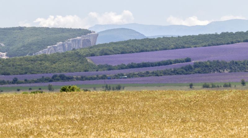 Фото "Крымский Прованс"  Фотосессия в лавандовом море. - вид 7